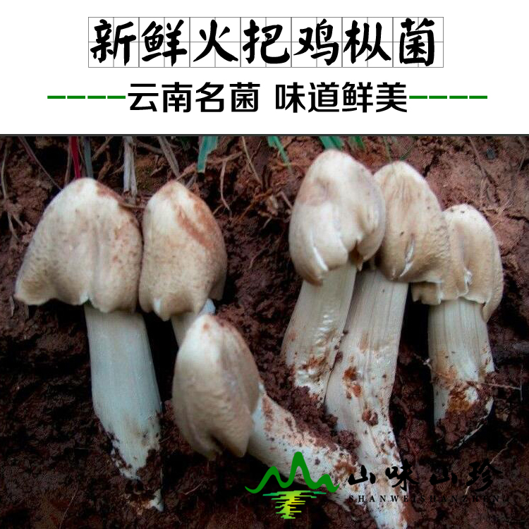 新鲜火把鸡枞