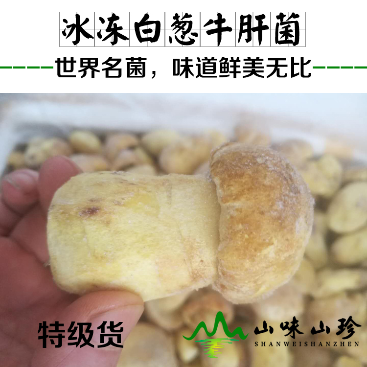 冰冻白葱菌