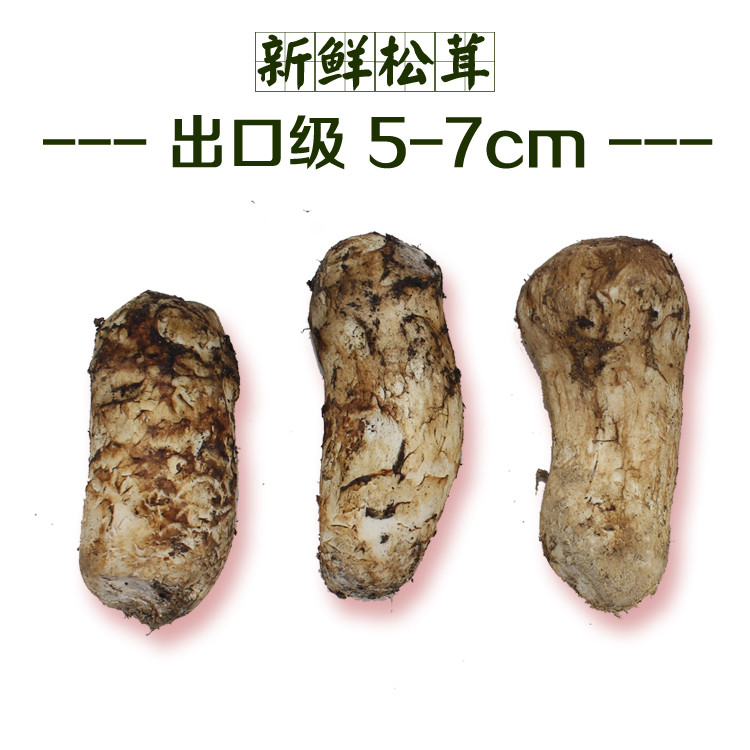 新鲜松茸5-7cm