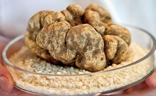 白松露是什么东西