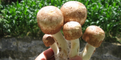 姬松茸是松茸吗