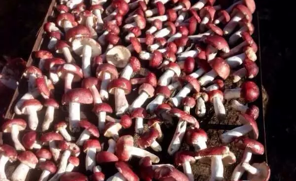 野生大红菌的作用与功效