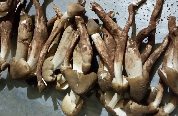 鸡枞的营养价值
