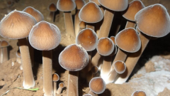 鸡枞菌产地在哪里