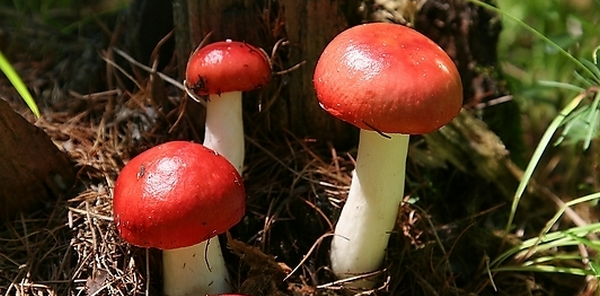 红菇的保存方法