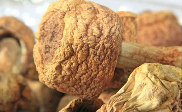 可以人工种植姬松茸吗