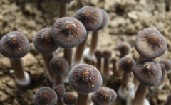 黑皮鸡枞菌栽培技术