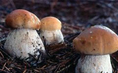野生美味牛肝菌的生长环境