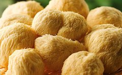 猴头菇的功效与作用