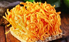 虫草花的营养价值及功效与作用