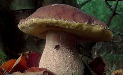 美味牛肝菌产地