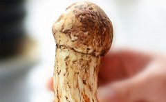 云南香格里拉野生松茸好不好