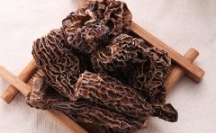 云南羊肚菌菌种鉴定方法