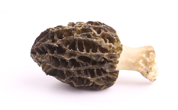 羊肚菌母种注意事项