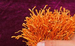 虫草花的食用方法有哪些