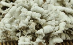 白参菌的功效与作用有哪些