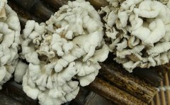 白参菌的存放