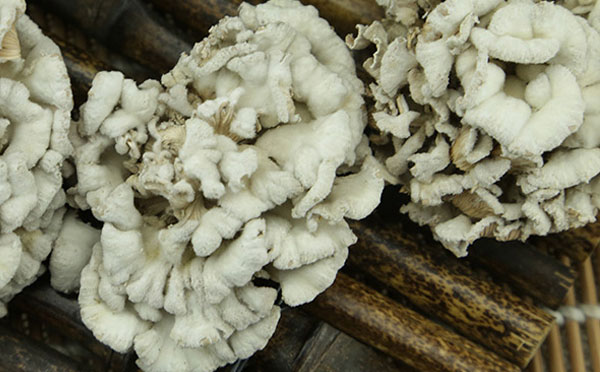 白参菌的存放