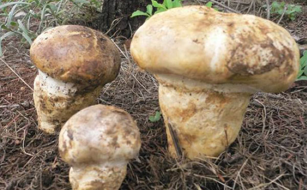 老人头菌产地在哪里