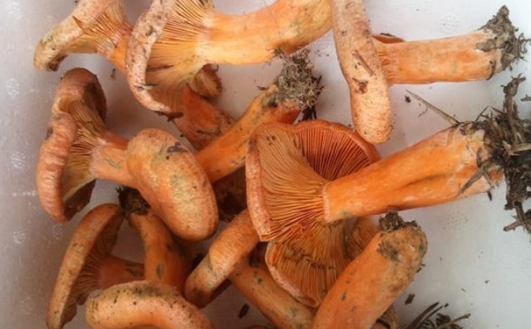 谷熟菌的营养价值