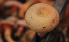 谷熟菌的清洗方法