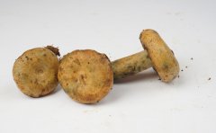 谷熟菌什么时候上市