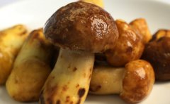 黄牛肝和黑牛肝菌哪个好