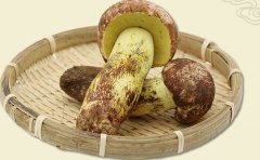白葱牛肝菌是什么