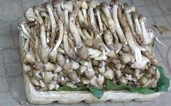 荔枝菌是什么