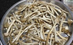 荔枝菌的功效与作用