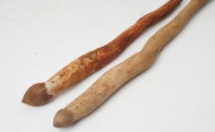 荔枝菌的特点