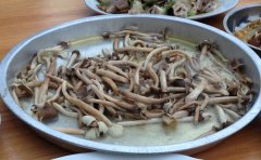 荔枝菌什么时间生长