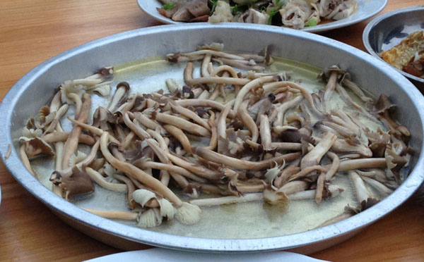 荔枝菌什么时间生长