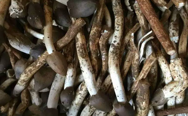 荔枝菌的品种
