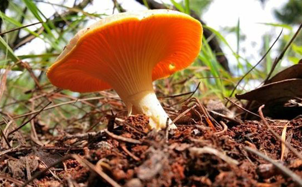 鸡油菌多久出