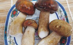美味牛肝菌什么地方有