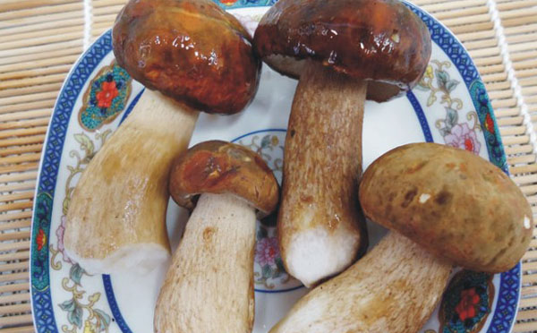 美味牛肝菌什么地方有