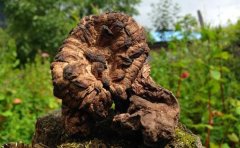 黑虎掌菌如何保存