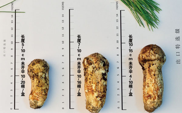 如何选购松茸