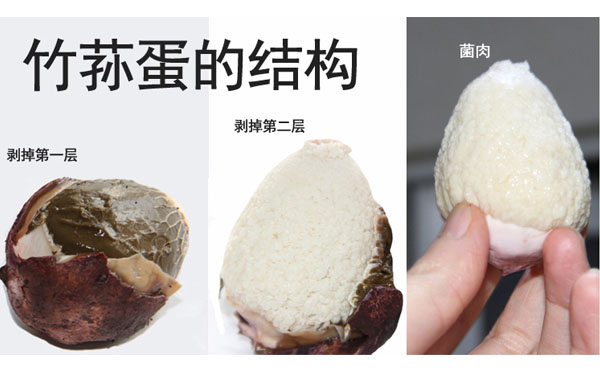 竹荪花可以吃吗