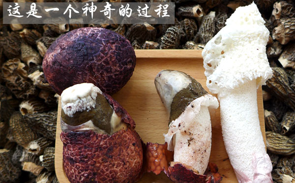 竹荪和竹荪蛋的关系