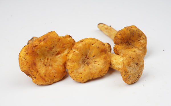 鸡油菌有什么特点