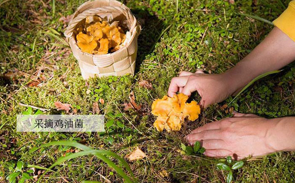 鸡油菌的产地在哪里