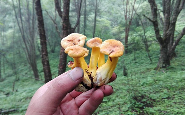 野生鸡油菌是什么