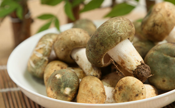 青头菌什么月份出产