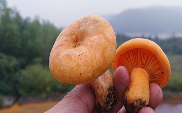 什么是谷熟菌