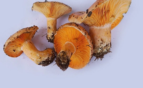 谷熟菌有哪些功效与作用