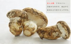 老人头菌怎么做好吃及做法