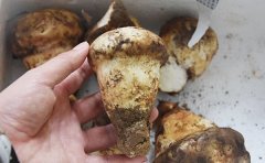 老人头菌的英文怎么写?