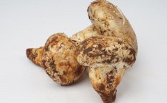 教你分辨老人头菌冒充松茸的方法